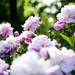 Peony flowers in the garden in Nichols Arboretum on Tuesday, June 4. Daniel Brenner I AnnArbor.com